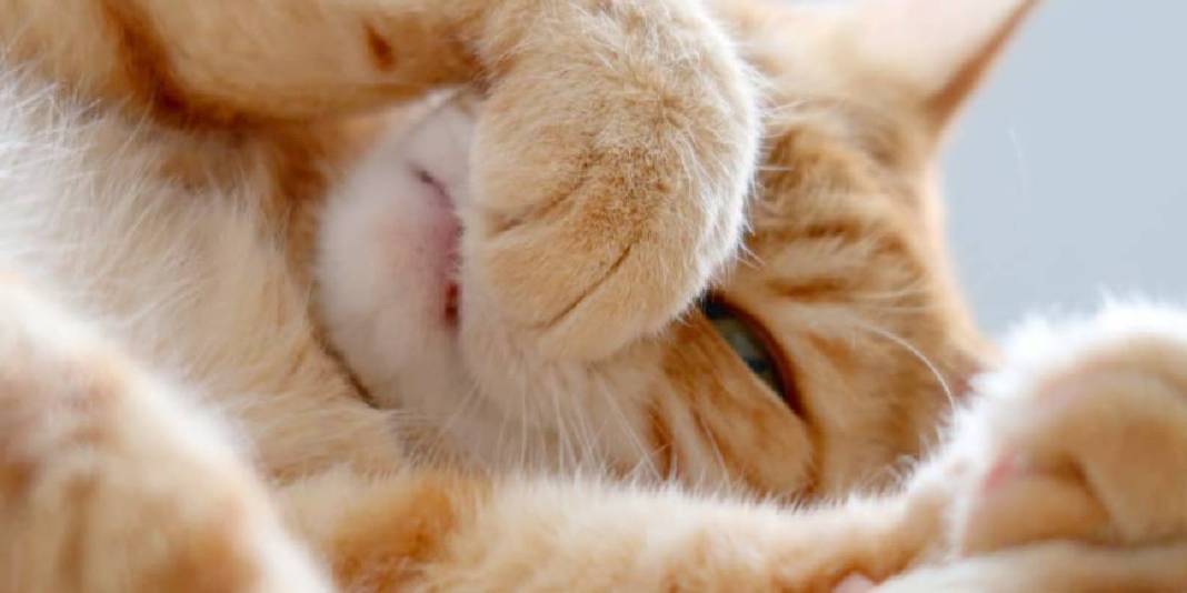 Kediler bu kokudan kaçıyor! Asla tahammülleri yok: Nedenine çok şaşıracaksınız! 1